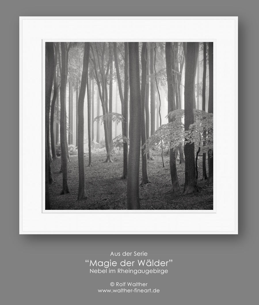 Fotokurs Bildbeispiel Nr. 1,  Workshop  "Magie der Wlder"