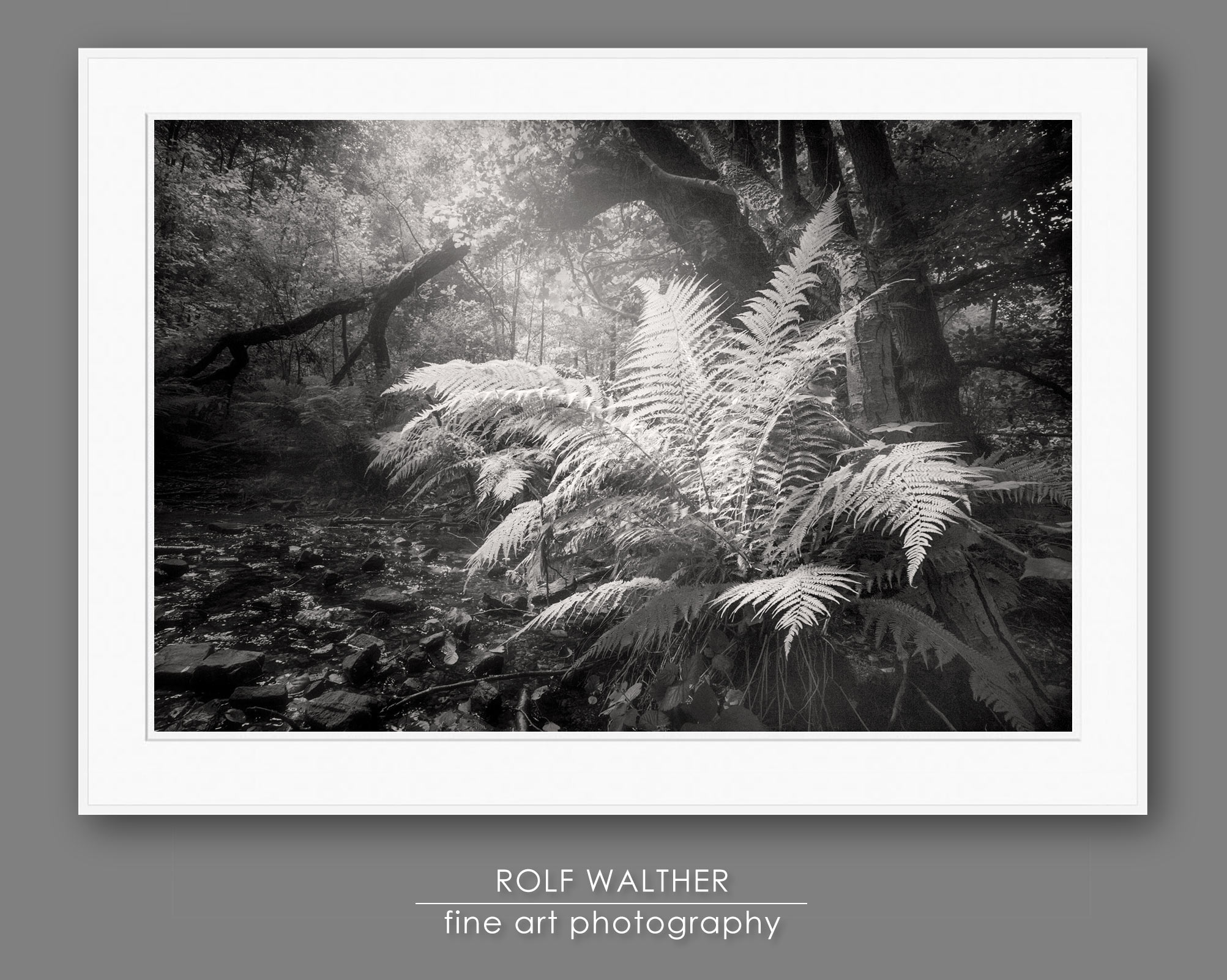 Schwarzwei-Fotokurs die Magie der Wlder, mit Rolf Walther, DGPh